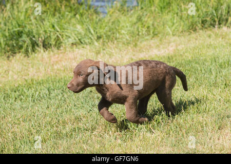 Acht Wochen alte Chesapeake Bay Retriever Welpe, laufen Stockfoto