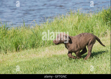Acht Wochen alte Chesapeake Bay Retriever Welpe, laufen Stockfoto