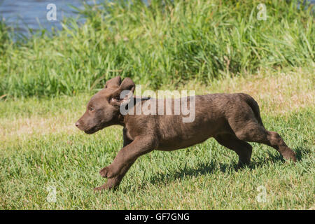 Acht Wochen alte Chesapeake Bay Retriever Welpe, laufen Stockfoto
