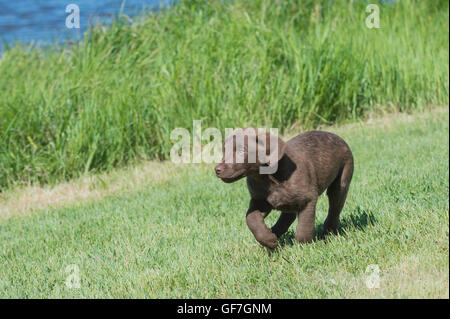 Acht Wochen alte Chesapeake Bay Retriever Welpe, laufen Stockfoto