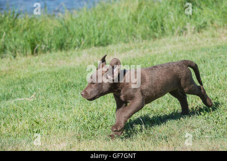 Acht Wochen alte Chesapeake Bay Retriever Welpe, laufen Stockfoto