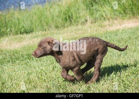 Acht Wochen alte Chesapeake Bay Retriever Welpe, laufen Stockfoto
