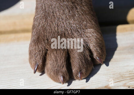 Pfote von acht-Woche-alten Chesapeake Bay Retriever Welpe Stockfoto
