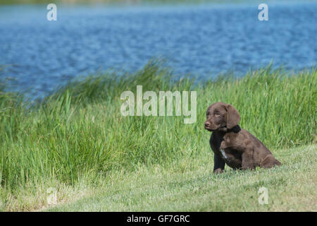 Acht Wochen alte Chesapeake Bay Retriever Welpe, sitzend an einem See Stockfoto