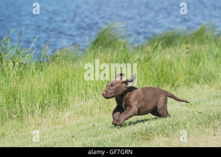 Acht Wochen alte Chesapeake Bay Retriever Welpe, laufen Stockfoto