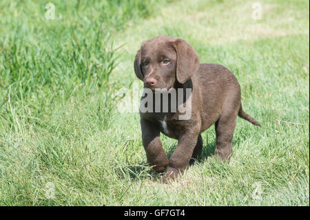 Acht Wochen alte Chesapeake Bay Retriever Welpe Stockfoto
