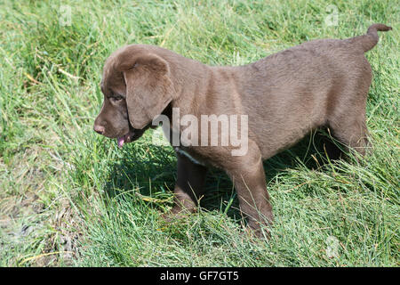 Acht Wochen alte Chesapeake Bay Retriever Welpe Stockfoto