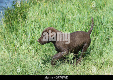 Acht Wochen alte Chesapeake Bay Retriever Welpe, laufen Stockfoto