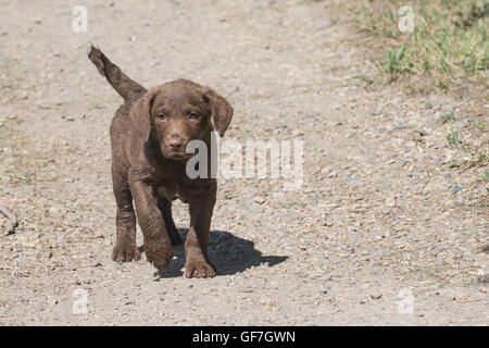 Acht Wochen alte Chesapeake Bay Retriever Welpe Stockfoto