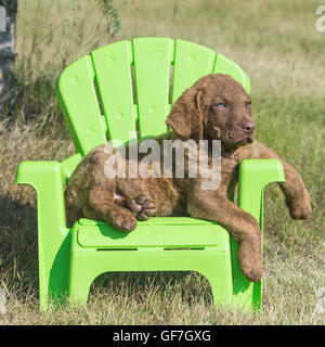Acht Wochen alte Chesapeake Bay Retriever Welpe, sitzend in einem grünen Stuhl Stockfoto