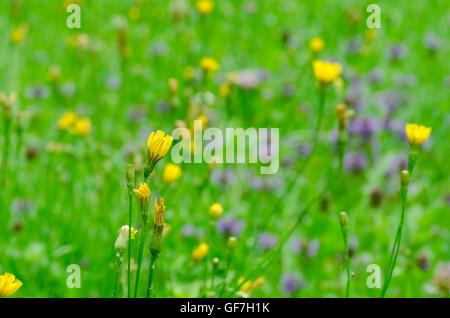 Sommerwiese mit gelben Blüten Stockfoto