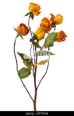 gelbe trockene Rosen auf weißem Hintergrund Stockfoto