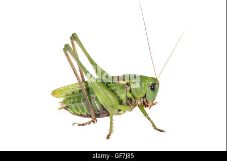 Wartbiter - Decticus Verrucivorus - männlich Stockfoto