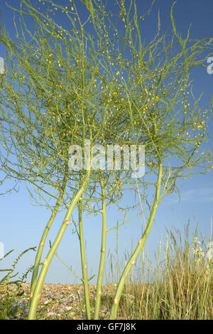 Spargel - Spargel officinalis Stockfoto