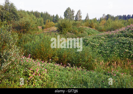 Impatiens Glandulifera, Drüsige Springkraut Blumen Stockfoto
