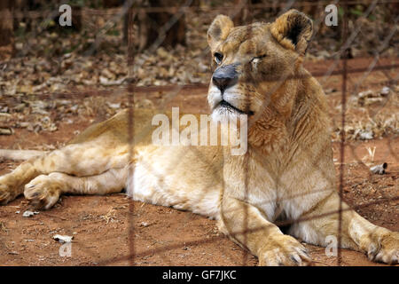 Lilongwe Wildlife Trust in Malawi Stockfoto