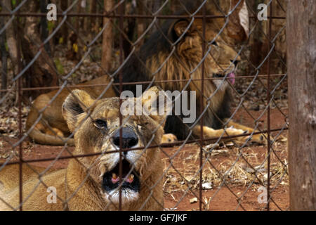 Lilongwe Wildlife Trust in Malawi Stockfoto