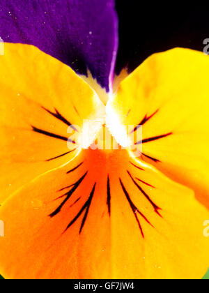 Viola Tricolor Garten-Stiefmütterchen Stockfoto