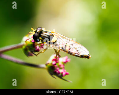 Lange Hoverfly, Sphaerophoria scripta Stockfoto