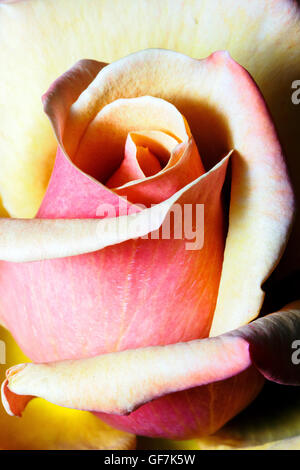 Rosa Rose Nahaufnahme - Italien Stockfoto