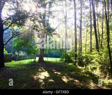 Die Sonnenstrahlen durch die Baumkronen im Wald scheint. Stockfoto