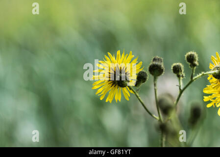 Unterseite einer Blume die schnabelförmige Hawksbeard (Crepis Vesicaria) Stockfoto