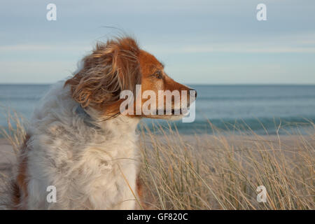 Porträt von einem flauschigen roten und weißen Collie Hund in langen Seite Strandhafer Stockfoto