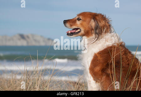 Porträtfoto von flauschigen roten und weißen Collie Hund an einem Strand in Gisborne, Ostküste, Nordinsel, Neuseeland Stockfoto