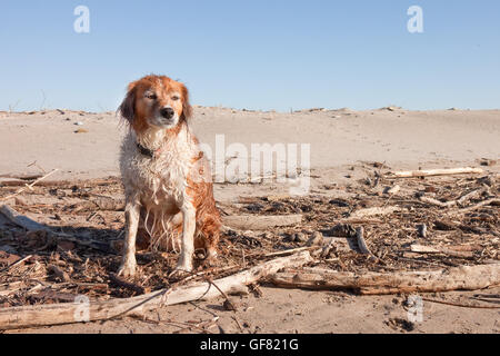 Porträtfoto von flauschigen roten und weißen Collie Hund an einem Strand in Gisborne, Ostküste, Nordinsel, Neuseeland Stockfoto