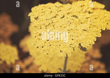 Achillea Filipendulina Moonshine gelbe Schafgarbe Blüte in Hampton Court Flower Show in Surrey, England. Stockfoto
