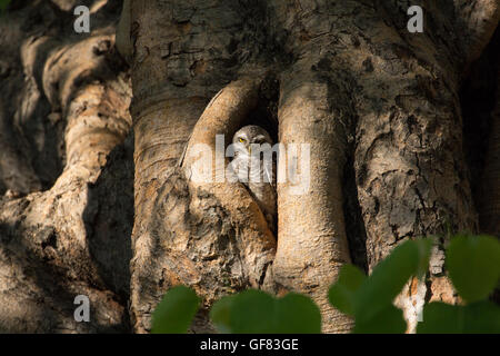 Gefleckte Owlet, Athene Brama, Leben in ihrer Heimat hohlen Baum Natur Stockfoto