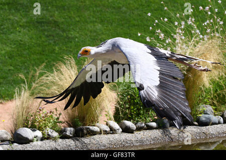 Porträt der Sekretär Vogel, Schütze Serpentarius, im Flug Stockfoto