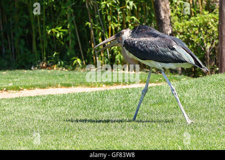 Porträt, Marabu, Storch, Leptoptilos, Crumenifer, African, Vogel, Vögel beobachten, grasgrün, Natur, Fauna, Ornithologie, Bambus, Marabu Stockfoto