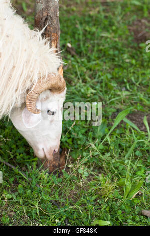 Widderhörnern Stockfoto