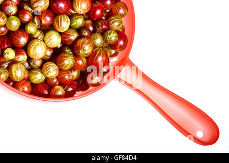 frische reife Bio Stachelbeeren bereit zum Spülen in einem Kunststoff-Sieb-Studio gedreht isoliert auf weißem Hintergrund Stockfoto