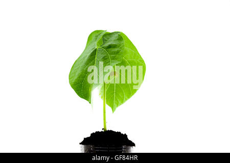 Junge Pflanze in einem Glas mit Erde, genetische Pflanzenforschung Stockfoto