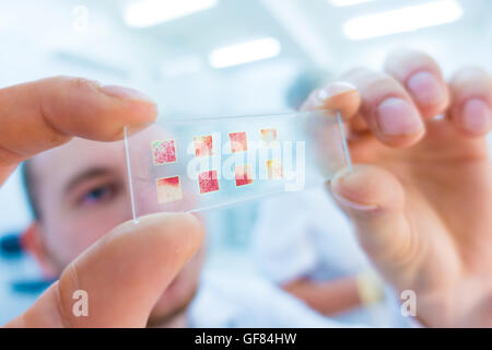 Nahaufnahme der Wissenschaftler Hände mit Mikroskop-Objektträger, Prüfung von Proben Stockfoto