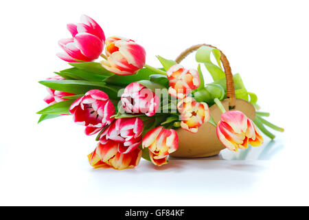 Korb mit bunten Blumensträußen von Tulpen auf weißem Hintergrund Stockfoto