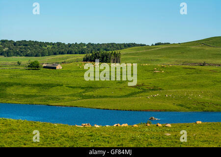 Mönchssee in Aubrac, Aveyron, Languedoc-Roussillon-Midi-Pyrénées, Frankreich, Europa Stockfoto