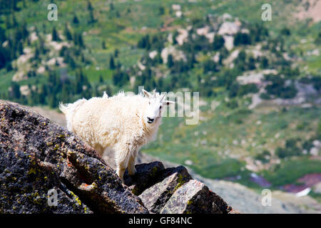 Bergziege auf dem 14.421 Fuß-Gipfel des Mount Massive Colorado Stockfoto