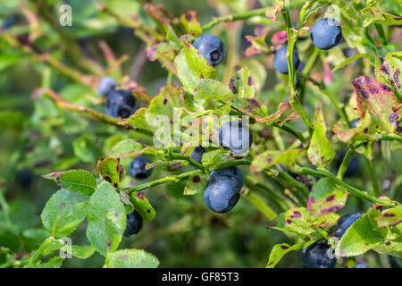 Europäische Heidelbeere / Heidelbeeren / Heidelbeere (Vaccinium Myrtillus), Nahaufnahme von Blättern und Beeren Stockfoto