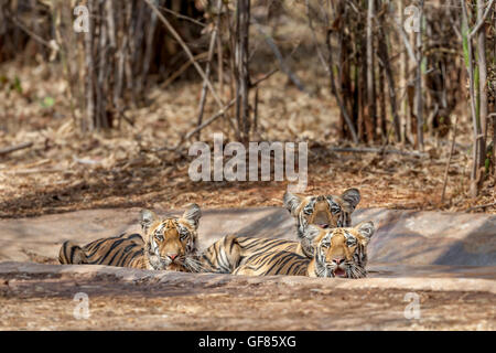 Wagdoh Tigerin Cubs Abkühlung im Tadoba Wald, Indien. [Panthera Tigris] Stockfoto