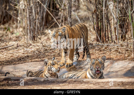 Wagdoh Tigerin Cubs Abkühlung im Tadoba Wald, Indien. [Panthera Tigris] Stockfoto