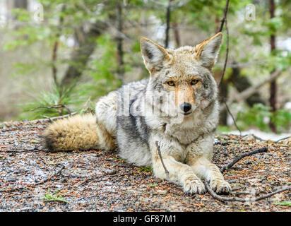 Kojote im Yosemite National Park Stockfoto