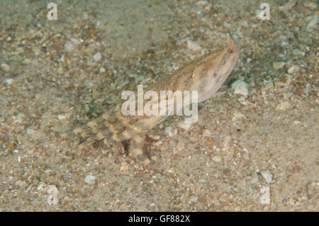 Blau-gesäumt Tintenfisch Hapalochlaena Fasciata auf Pipeline, Nelson Bay, New South Wales, Australien. Tiefe: 10,3 m. Stockfoto