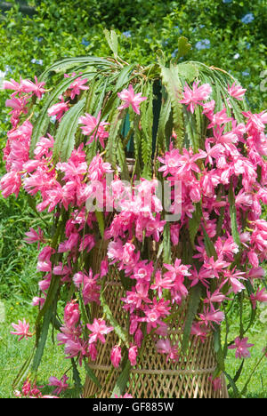 Epiphyllum, blüht Orchid Cactus Kaskadierung über einen Weidenkorb. Stockfoto