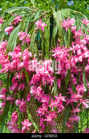 Epiphyllum, blüht Orchid Cactus Kaskadierung über einen Weidenkorb. Stockfoto