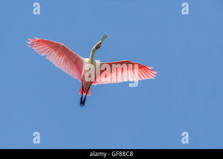 Rosige Löffler Ajaia Ajaja San Blas, Nayarit, Mexiko 7 Juni Erwachsenen während des Fluges.        Threskiornithidae Stockfoto