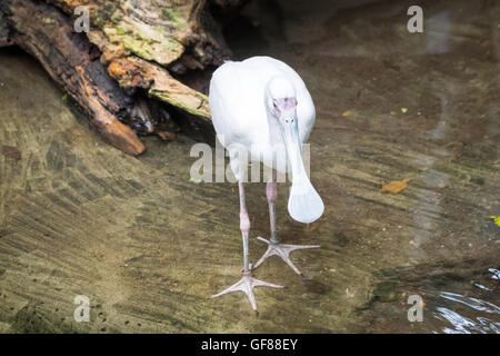 Ein afrikanischer Löffler (Platalea Alba), in Gefangenschaft, in den Zoo von Calgary in Calgary, Alberta, Kanada. Stockfoto