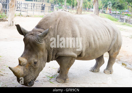 Eine Nahaufnahme von einem weiblichen Rhino / Nashorn und ihr Kalb. Zeigen ihre schönen Horn. Schützen ihr Kalb. Südafrika Stockfoto